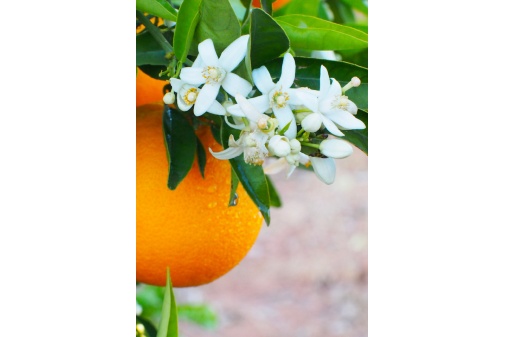 Brume d'oreiller Fleur d'Oranger